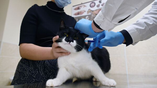 Хозяйка держит кота во время вакцинации от COVID-19 в ветеринарной клинике в Москве - Sputnik Тоҷикистон