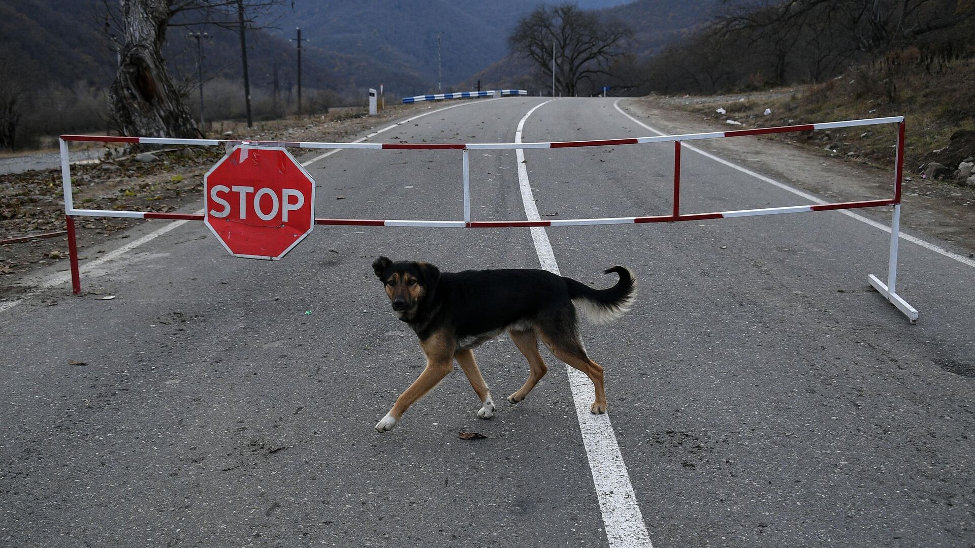 Собака на автомобильной дороге, закрытой на границе для проезда автомобилей. - Sputnik Таджикистан, 1920, 31.05.2021
