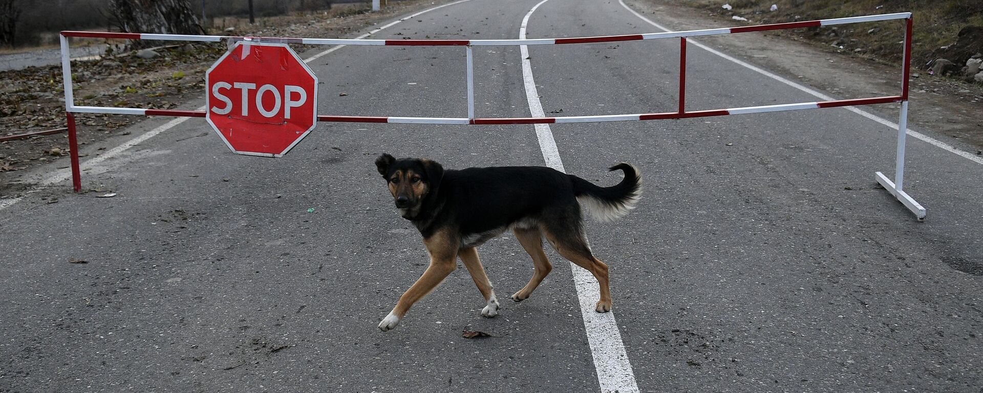 Собака на автомобильной дороге, закрытой на границе для проезда автомобилей. - Sputnik Таджикистан, 1920, 31.05.2021