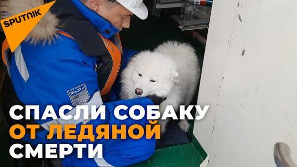 Как экипаж ледокола спас собаку, потерявшуюся во льдах - Sputnik Таджикистан