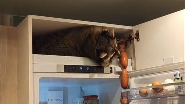 Енот в холодильнике ворует сосиски - Sputnik Таджикистан