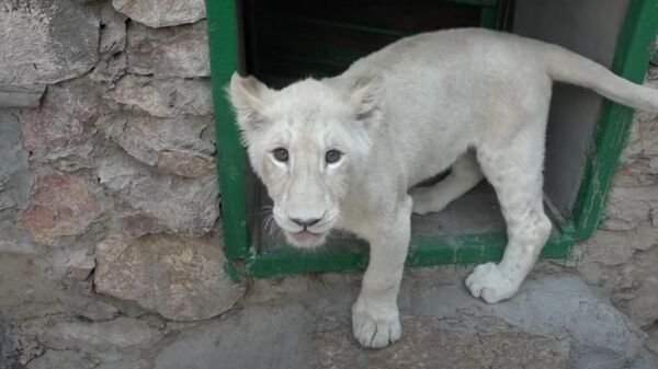В Ташкентском зоопарке появились редкие белые львята - Sputnik Таджикистан