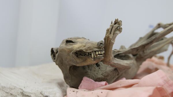 Мумия собаки, найденная в Согде - Sputnik Таджикистан