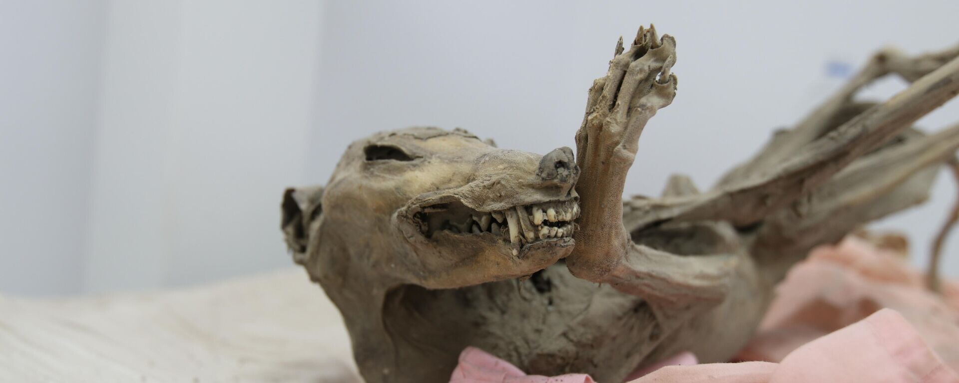 Мумия собаки, найденная в Согде - Sputnik Таджикистан, 1920, 09.08.2021