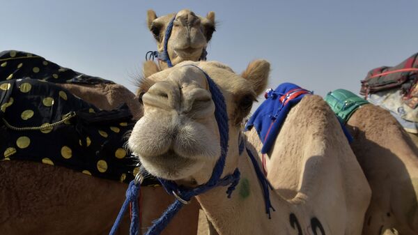 Отдых верблюдов после соревнования в саудовском городе Таиф - Sputnik Таджикистан