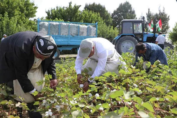 Ҷамъоварии пахта аз сӯи мақомдорони вилояти Суғд, бо иштироки Раҷаббой Аҳмадзода, раиси ин вилоят Ҷамъоварии пахта аз сӯи мақомдорони вилояти Суғд, бо иштироки Раҷаббой Аҳмадзода, раиси ин вилоят - Sputnik Тоҷикистон