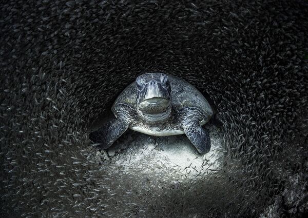Зеленая черепаха в окружении косяка стеклянной рыбы. Австралийский фотограф сделал этот снимок почти случайно. - Sputnik Таджикистан