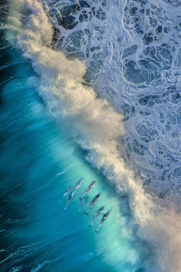 Стая дельфинов ловит волну. Мыс Натуралист в Западной Австралии. - Sputnik Таджикистан