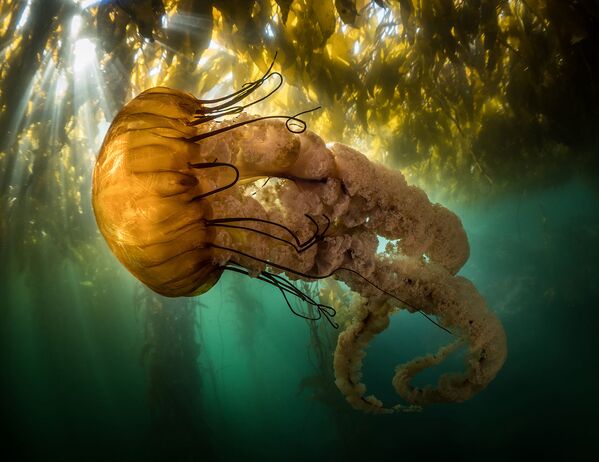 На мелководье залива Монтерей медуза плывет под зарослями морской крапивы. Калифорния, США. - Sputnik Таджикистан