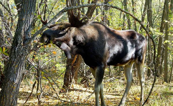Исследования фауны показали, что количество и разнообразие видов диких животных в зоне отчуждения увеличивается. - Sputnik Таджикистан