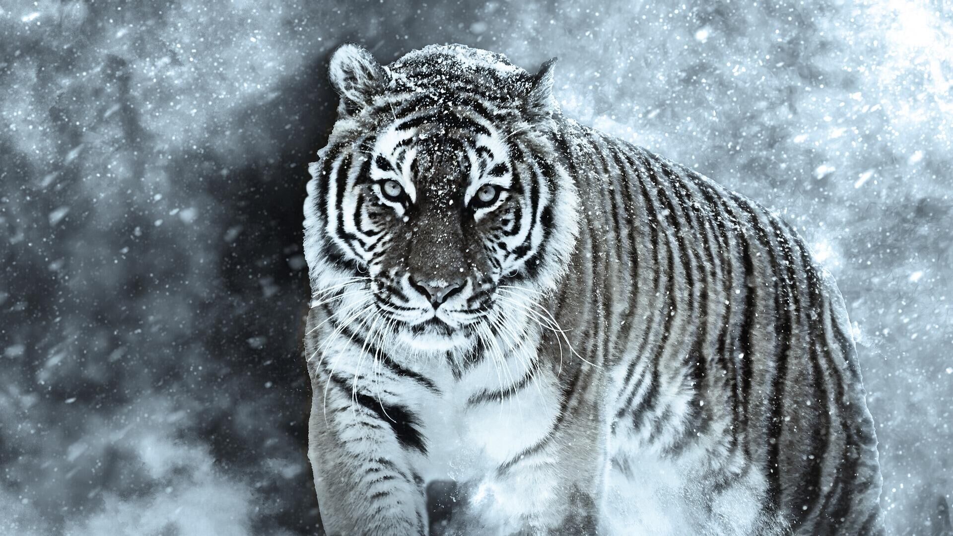 Тигр в снегу - Sputnik Таджикистан, 1920, 01.02.2022