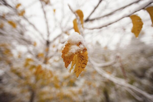 Как и предупреждали метеорологи, в Душанбе выпал первый снег. - Sputnik Таджикистан