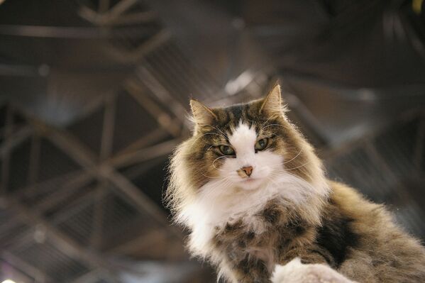 Норвежский лесной кот Аларик принимает участие во второй ежегодной выставке кошек и собак &quot;Знакомство с породами&quot; в Нью-Йорке.  - Sputnik Таджикистан