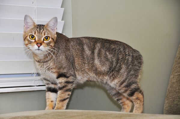 Это годовалый кот Мэнкс, или мэнская кошка. - Sputnik Таджикистан