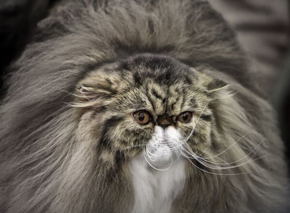 Персидская кошка, у которой, по мнению судьи, самая длинная шерсть среди всех конкурентов. - Sputnik Таджикистан