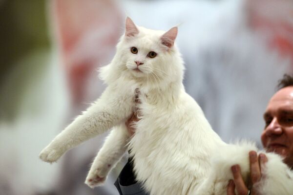 Кошка рагамаффин, в переводе означает &quot;оборванец&quot;, порода, полученная скрещиванием породы рэгдолл с беспородными кошками для получения более разнообразных окрасов. - Sputnik Таджикистан