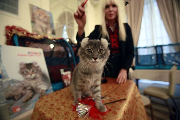 Кэролайн Скотт из Манхэтана играет со своей четырехмесячной кошкой.  - Sputnik Таджикистан