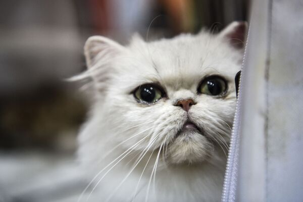 Экзотическая короткошерстная кошка на всемирной выставке в Стамбуле. - Sputnik Таджикистан