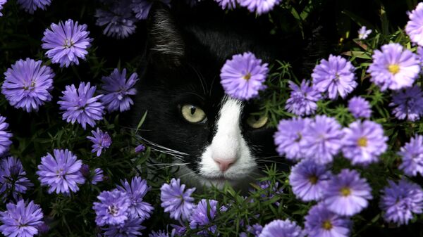 Мордочка кота среди цветов - Sputnik Таджикистан