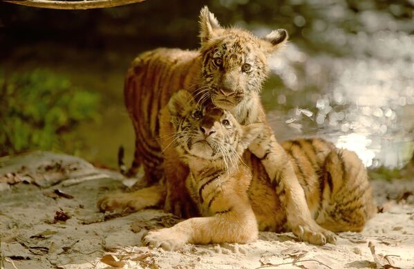 Кадр из фильма &quot;Два брата&quot;. История двух тигрят, хозяева которых  превращают их в кровавых бойцов. - Sputnik Таджикистан