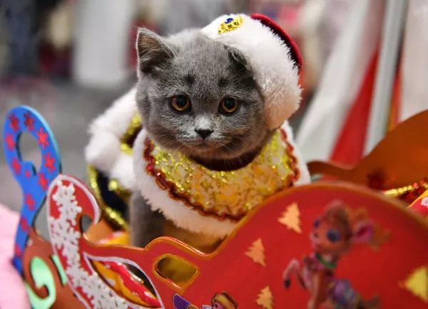 Британский котенок в костюме Деда Мороза на выставке КоШарики Шоу в Москве Британский котенок в костюме Деда Мороза на выставке КоШарики Шоу в Москве