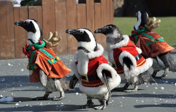 Пингвинҳо бо либоси Санта Клаус дар боғи Эверланд, дар наздикии Сеул, Курёи Ҷанубӣ, 16 ноябри соли 2010. - Sputnik Тоҷикистон