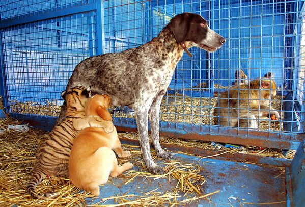 Приемная мать кормит тигренка, как одного из своих щенков, во Франции. - Sputnik Таджикистан