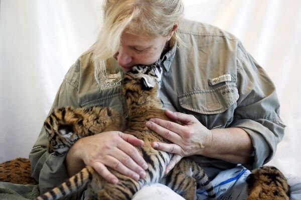 Воспитательница питомника кормит новорожденных малайзийских тигрят в зоопарке в Цинциннати в США. - Sputnik Таджикистан