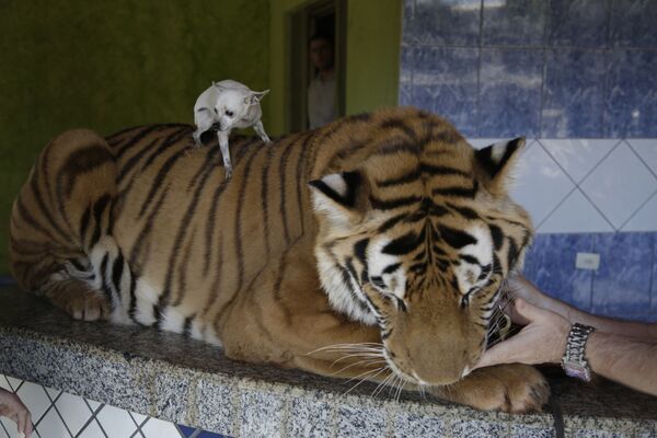 Домашняя собака семьи Борхес, Литтл, сидит на спине тигра Тома в Бразилии. - Sputnik Таджикистан