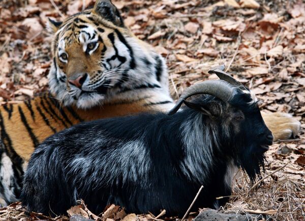 Уссурийский тигр Амур и козел Тимур в вольере Приморского сафари-парка.  - Sputnik Таджикистан