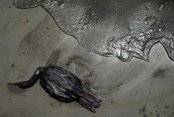 Специалистам не сразу удалось локализовать нефтяное пятно: оно продолжало захватывать воды Тихого океана, убивая морских жителей. - Sputnik Таджикистан