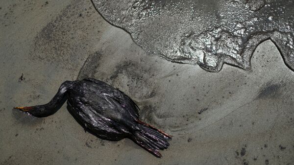 Покрытая нефтью мертвая птица на пляже в Вентанилья, Перу - Sputnik Таджикистан