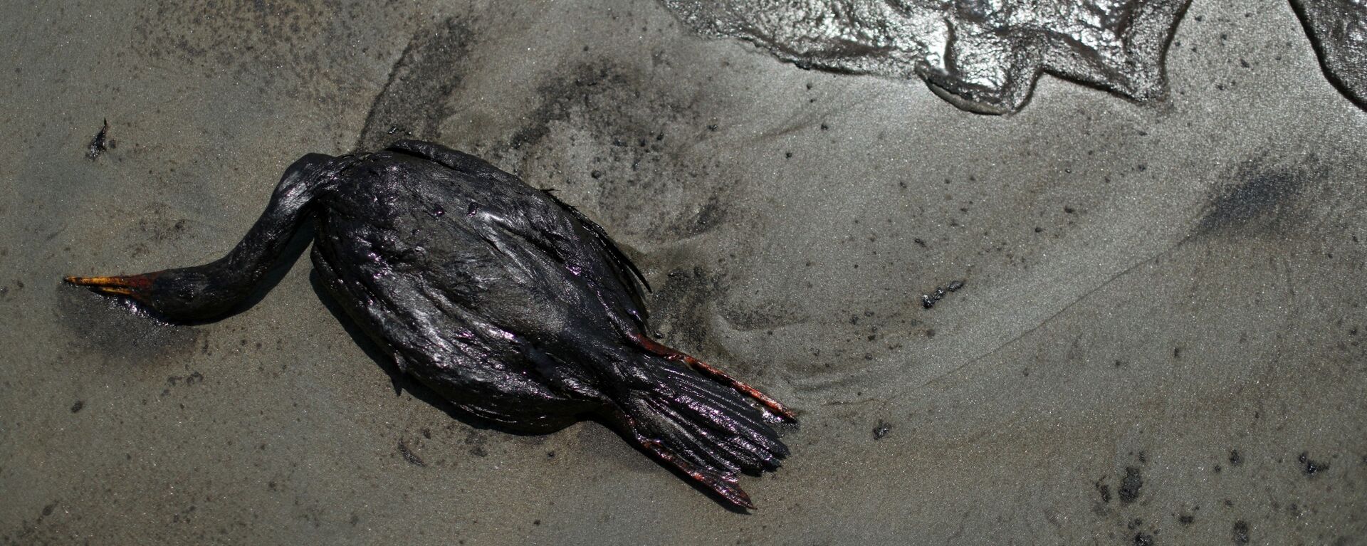 Покрытая нефтью мертвая птица на пляже в Вентанилья, Перу - Sputnik Тоҷикистон, 1920, 19.01.2022