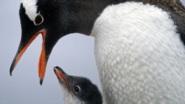 Папуасский пингвин кормит своего детеныша на станции Бернардо О'Хиггинс в Антарктиде - Sputnik Таджикистан