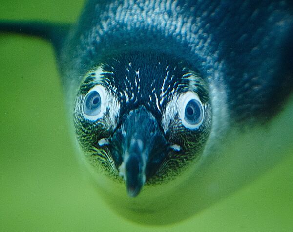 Пингвин-осел ныряет в зоопарке Кронберга, расположенного недалеко от Франкфурта. - Sputnik Таджикистан