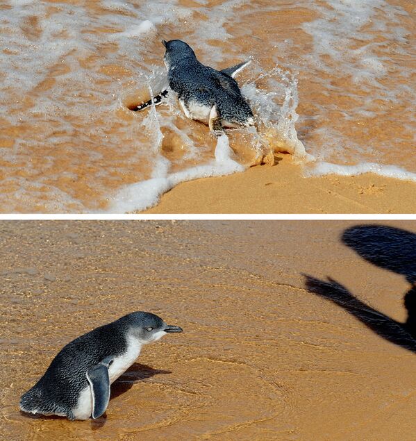 Двух маленьких пингвинов выпускают в открытый океан недалеко от Сиднея после того, как они прошли лечение в больнице дикой природы зоопарка Таронга. - Sputnik Таджикистан