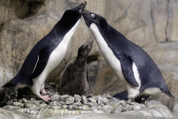 Птенец пингвина Адели в возрасте менее месяца со своими родителями. Это первое успешное рождение данного вида в Латинской Америке с 2015 года, когда пингвинов поместили в зоопарк. - Sputnik Таджикистан
