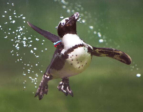 Пингвин-осел ныряет в бассейн зоопарка Opel в Кронберге недалеко от Франкфурта. - Sputnik Таджикистан