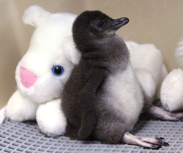 Двухнедельный маленький пингвин в инкубаторе в зоопарке Цинциннати. Птенец весит около четверти фунта (примерно 110 грамм). - Sputnik Таджикистан