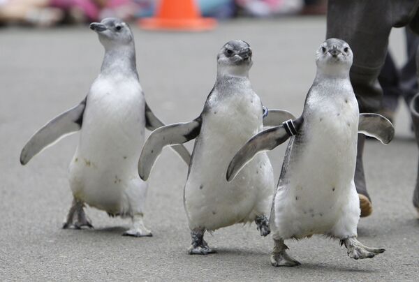 Трио новоиспеченных магеллановых пингвинов-подростков маршируют через зоопарк Сан-Франциско к своему новому дому на острове Пингвинов в рамках ежегодного &quot;Марша пингвинов&quot; зоопарка в Сан-Франциско. - Sputnik Таджикистан