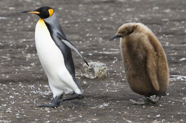 Королевский пингвин и его птенец запечатлены на мысе Добровольцев на Фолклендских (Мальвинских) островах. - Sputnik Таджикистан