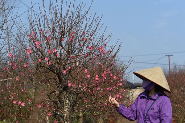 Рабочий ухаживает за цветущим персиковым деревом в Ханое. - Sputnik Таджикистан