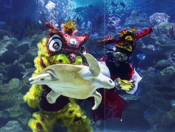 Черепаха перед дайверами, исполняющими танец подводного льва в аквариуме в Куала-Лумпуре. - Sputnik Таджикистан