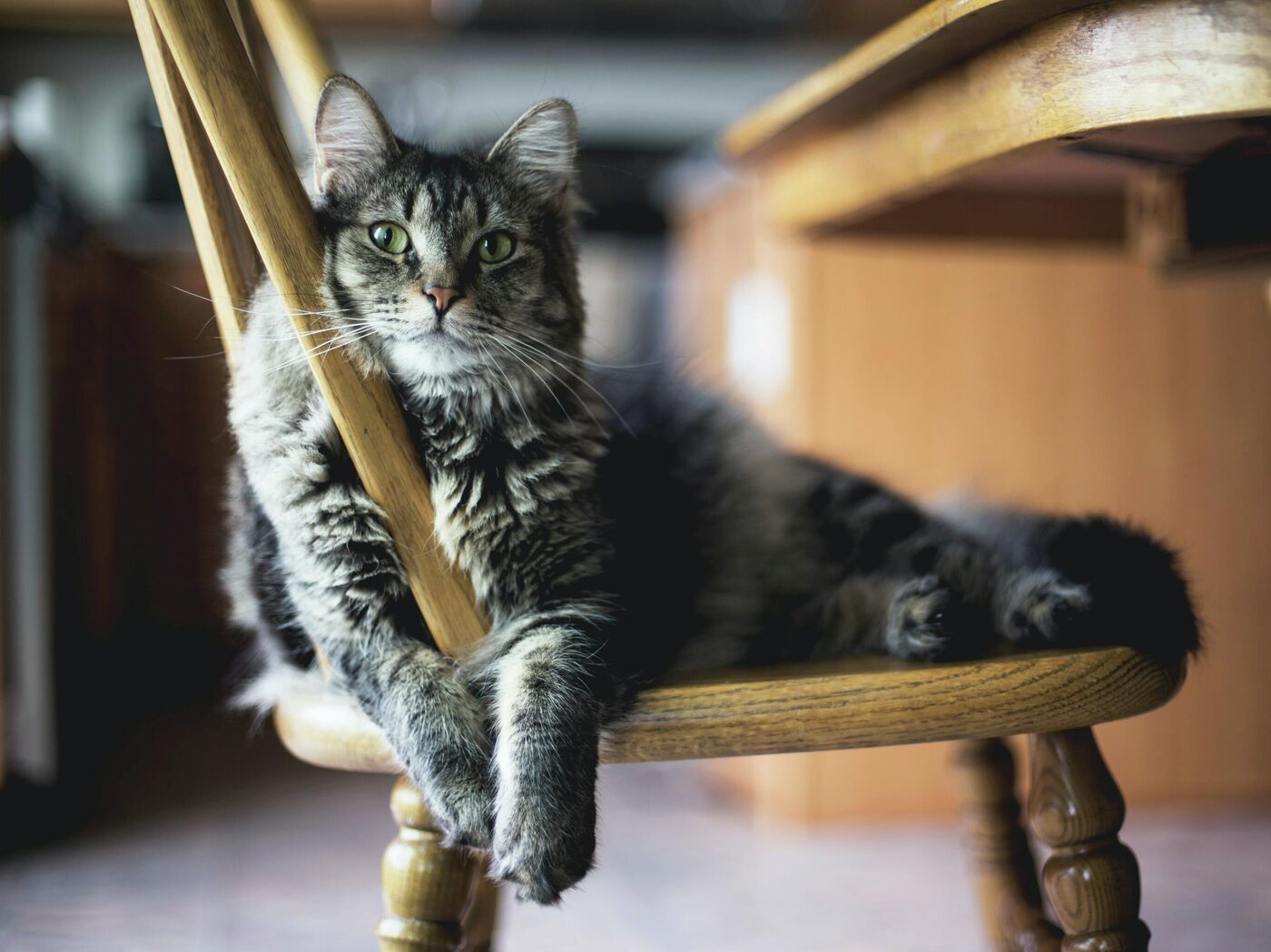 Какой ты кот по знаку зодиака: гороскоп для всех