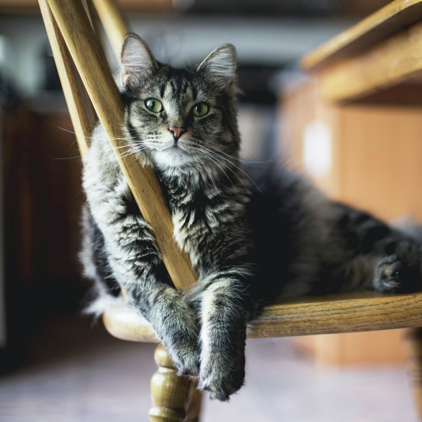 Какой ты кот по знаку зодиака: гороскоп для всех
