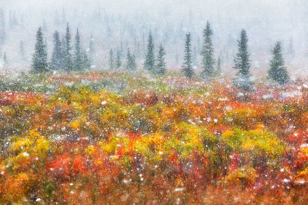 Уникальная природа тундры в ярких красках осени и снежном вихре - Национальный парк Денали, США. - Sputnik Таджикистан