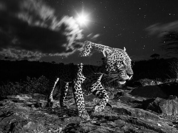 Ночной снимок &quot;призрачного&quot; леопарда под луной, сделанный с помощью камеры-ловушки Camtraptions в Лайкипии, Кения. - Sputnik Таджикистан
