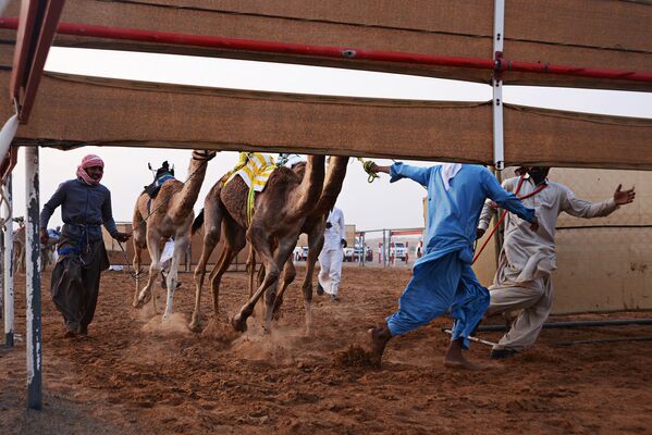 Пыль столбом не только из-под копыт верблюдов на состязании хозяев пустыни в ОАЭ. - Sputnik Таджикистан