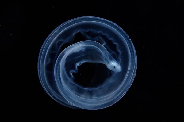 Светящийся живой круг из морского существа в водах Анилао, Филиппины. - Sputnik Таджикистан