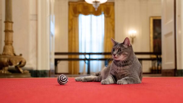 Новый питомец четы Байденов, кошка Уиллоу в Белом доме - Sputnik Таджикистан